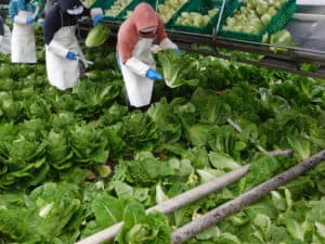 Romaine Heart Harvest