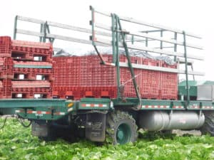 Romaine Heart Harvest - Transport to the Processor