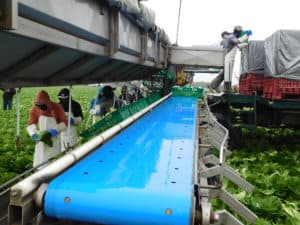 Romaine Heart Harvest - Conveyor Line