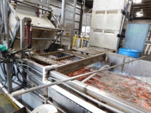Sweet Potato Packing - Bin Dump