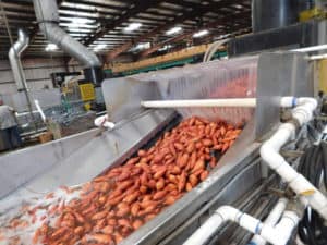 Sweet Potato Packing - Packing Line