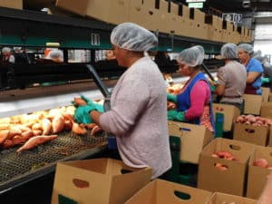 Sweet Potato Packing - Removing Adventitious Roots