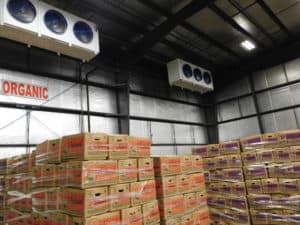Sweet Potato Packing - Cooler