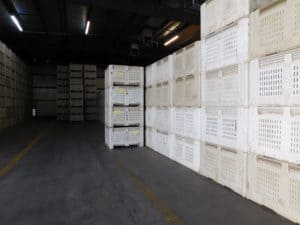 Sweet Potatoes in Storage