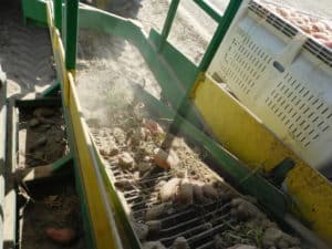 Sweet Potato Harvest - Harvesting Machine