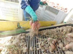 Sweet Potato Harvest - Sweet Potato Plants