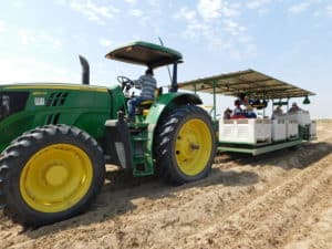 Sweet Potato Harvest - Harvesting Machine