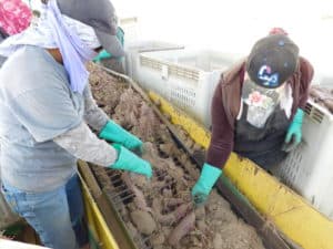 Sweet Potato Harvest - Sorting Process