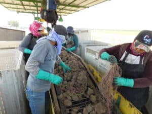 Sweet Potato Harvest - Sorting Process