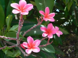 Plumeria Flowers