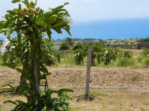 Dragon Fruit - Cement Stakes
