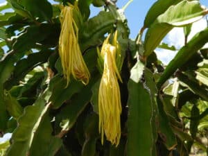 Dragon Fruit - White Fleshed Fruit Flowers