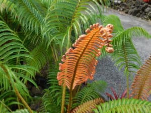Ama'u Fern
