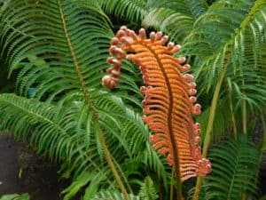 Ama'u Fern