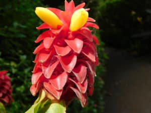 Red Tower Ginger