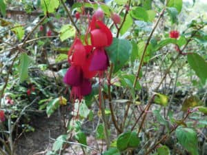 Fuchsia Flowers
