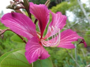 Orchid Tree Flower