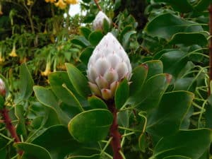 King Protea