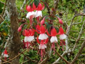 Fuchsia Flowers