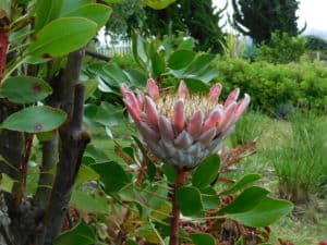 King Protea