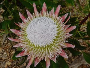 King Protea