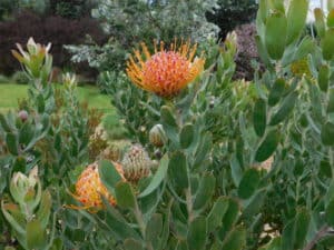 Pincushion Protea