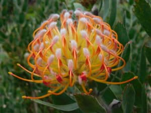 Pincushion Protea