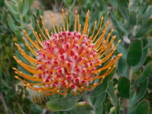 Pincushion Protea