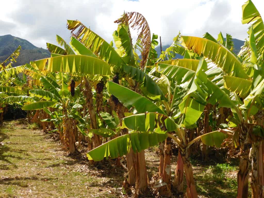 How Do Bananas Grow? The Produce Nerd