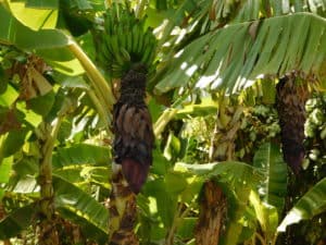 Banana Cluster