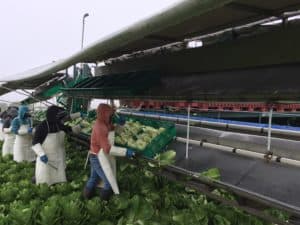 Romaine Heart Harvest - Sanitized Rinse Step