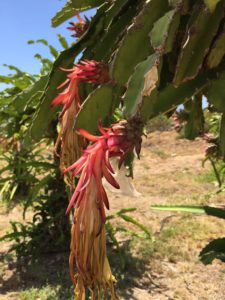 Dragon Fruit - Pink Fleshed Fruit Flowers
