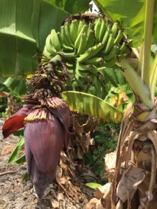 Banana Cluster
