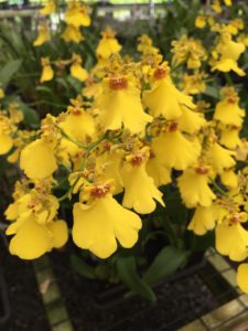 Dancing Lady Orchid