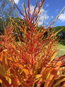 Orange Bromeliad Flowers