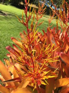 Orange Bromeliad Flowers