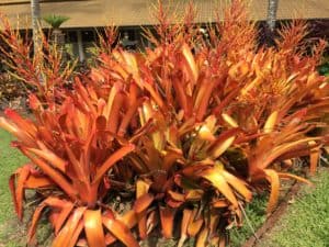 Orange Bromeliad Flowers