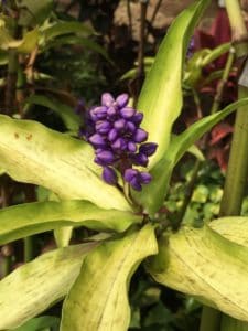 Blue Ginger