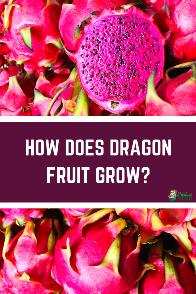 How does dragon fruit grow