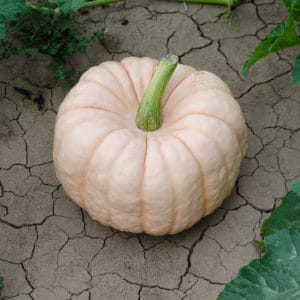 Photo of a Porcelain Doll Pink Pumpkin