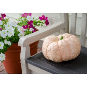 Photo of a Porcelain Doll Pink Pumpkin