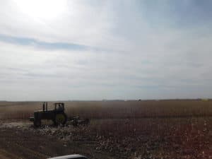 Cotton Harvesting - Cotton Field After Harvest