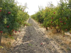 Pomegranate Orchard