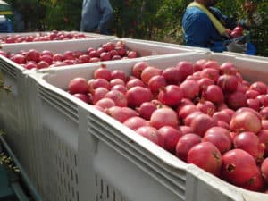 Pomegranate Harvesting - Filled Bins