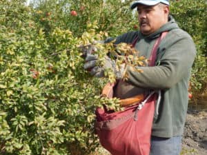 Pomegranate Harvesting