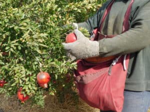 Pomegranate Harvesting - Clipping Pomegranates