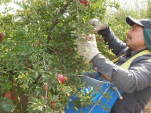 Pomegranate Harvesting