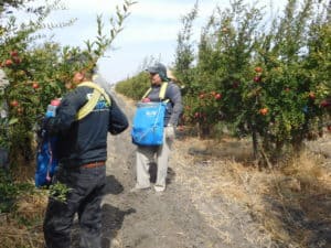 Pomegranate Harvesting