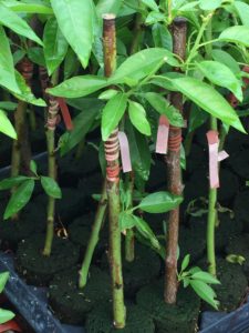 Budding - Budded Wood with Budding Rubbers