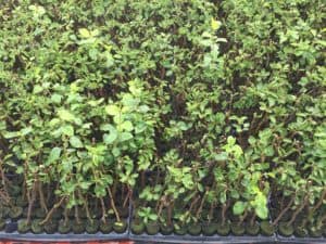 Budding - Greenhouse Grown Plants Ready for Budding